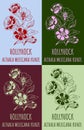 Set of vector drawing of HOLLYHOCK in various colors. Hand drawn illustration. Latin name ALTHAEA MEXICANA