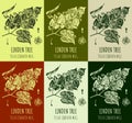 Set of vector drawing of LINDEN TREE in various colors. Hand drawn illustration. Latin name TILIA CORDATA MILL Royalty Free Stock Photo