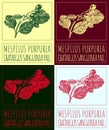 Set of vector drawing MESPILUS PURPUREA in various colors. The Latin name is CRATAEGUS SANGUINEA PALL.