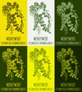 Set of vector drawing of MONEYWORT in various colors. Hand drawn illustration. Latin name LYSIMACHIA NUMMULARIA L