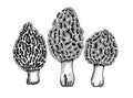 Set of vector drawing of morchella mushrooms