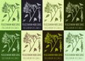Set of vector drawing PEUCEDANUM MORISONII in various colors. Hand drawn illustration. The Latin name is PEUCEDANUM OFFICINALE L