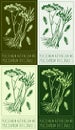 Set of vector drawing PEUCEDANUM RUTHENICUM MB in various colors. The Latin name is PEUCEDANUM OFFICINALE L.