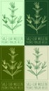 Set of vector drawing SAGE-LEAF MULLEIN in various colors. The Latin name is PHLOMIS PUNGENS WILLD.
