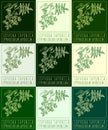 Set of vector drawing SOPHORA JAPONICA in various colors. The Latin name is STYPHNOLOBIUM JAPONICUM L.