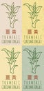 Set of vector drawing TURMERIC in Chinese in various colors. Hand drawn illustration. The Latin name is CURCUMA LONGA L