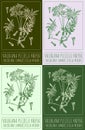 Set of vector drawing VALERIANA PLEIJELII KREYER in various colors. The Latin name is VALERIANA SAMBUCIFOLIA MIKAN.