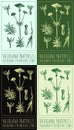 Set of vector drawing VALERIANA PRATENSIS in various colors. The Latin name is VALERIANA STOLONIFERA CZERN.