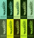 Set of vector drawing of WATER HORSETAIL in various colors. Hand drawn illustration. Latin name EQUISETUM FLUVIATILE L