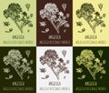 Set of vector drawings Angelica archangelica in different colors. Hand drawn illustration. Latin name ANGELICA OFFICINALIS MOENCH