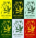 Set of vector drawings Arnica in different colors. Hand drawn illustration. Latin name Arnica montana L