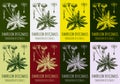 Set of vector drawings of dandelion in different colors. Hand drawn illustration. Latin name Taraxacum officinale