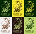 Set of vector drawings of Elecampane high in different colors. Hand drawn illustration. Latin name INULA HELENIUM L Royalty Free Stock Photo