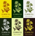 Set of vector drawings of Elecampane high in different colors. Hand drawn illustration. Latin name INULA HELENIUM L