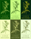 Set of vector drawings of ELFDOCK in different colors. Hand drawn illustration. Latin name INULA HELENIUM L Royalty Free Stock Photo