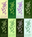 Set of vector drawings of FIELD RESTHARROW in different colors. Hand drawn illustration. Latin name ONONIS ARVENSIS L
