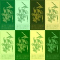 Set of vector drawings of GREATER CELANDINE in different colors. Hand drawn illustration. Latin name CHELIDONIUM MAJUS L