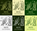 Set of vector drawings HORSETAIL in different colors. Hand drawn illustration. Latin name Equisetum arvense