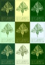 Set of vector drawings of LEAF OF GROUNDSELS in different colors. Latin name SENECIO PLATYPHYLLOIDES SOM