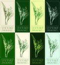 Set of vector drawings of LILY OF THE VALLEY in different colors. Hand drawn. Latin name CONVALLARIA MAJALIS L. Royalty Free Stock Photo