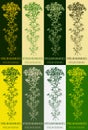 Set of vector drawings of Perforate St Johns wort in different colors. Hand drawn illustration. Latin name HYPERICUM