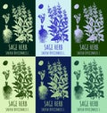 Set of vector drawings of sage in different colors. Hand drawn illustration. Latin name SALVIA OFFICINALIS