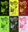 Set of vector drawings of valerian officinalis in different colors. Hand drawn illustration. Latin name VALERIANA OFFICINALIS L