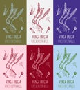 Set of vector drawings Vinca in different colors. Hand drawn illustration. Latin name Vinca erecta REGEL