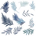 Set of vector elegant palm leaves in blue color, summer tropical theme