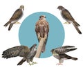 Set of vector falcons, vector in realistic style Royalty Free Stock Photo