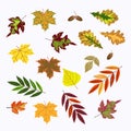 Set of vector fall rowan, viburnum, oak, betula green, orange, r