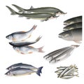Set of vector fish Royalty Free Stock Photo