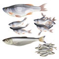Set of vector fish Royalty Free Stock Photo