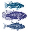Set of vector fishes, different underwater species. Organic seafood graphic symbols collection, freshwater fishes, sea bass, sea