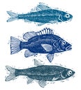Set of vector fishes, different underwater species. Organic seafood graphic symbols collection, freshwater fishes, sea bass, sea