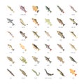 Set Vector Flat Icons of Freshwater Fish