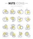 Set Vector Flat Line Icons of Nuts