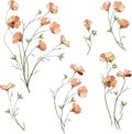 Set of vector flowers from camomiles. Bouquets of small pink daisies on a white background. Hand drawn spring flowers