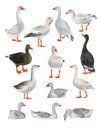 Set of vector geese