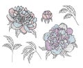 Set of vector graphic detailed drawings - peony buds and leaves