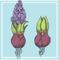 Set of vector graphic illustration of hyacinth flowers. Botanical set. retro set