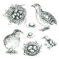 Set of vector graphic illustrations of quail, chick, eggs and ne