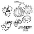 Set of vector hand drawn autumn elements.