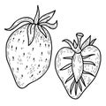 Set of vector hand drawn berry strawberry. Whole berry and half cut. Vector illustration. hand drawn line art style for Royalty Free Stock Photo