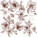 Set of vector hand drawn hibiscus flowers Royalty Free Stock Photo