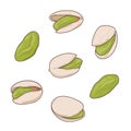 Set of vector hand drawn pistachio nuts, shelled and whole, isolated.