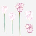 Set of vector hand drawn tulips in watercolor style Royalty Free Stock Photo