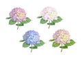 Set of vector highly detailed realistic illustration of hydrangea flowers isolated on white. Good for wedding floral design, greet Royalty Free Stock Photo