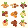 Set vector icons nuts in cartoon style. Nut food collection. Peanut, hazelnut, pistachio, cashew, pecan, walnut, brazil