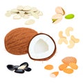 Set vector icons nuts and seeds. pumpkin seed, sunflower seeds. Pistachio, cashew, coconut, almond. Vector Illustration